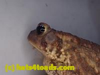 /home//u458753944/public_html/sourcegallery//////////////////////Roxborough Toad Detour/2013-2019/2017/P4110684.JPG